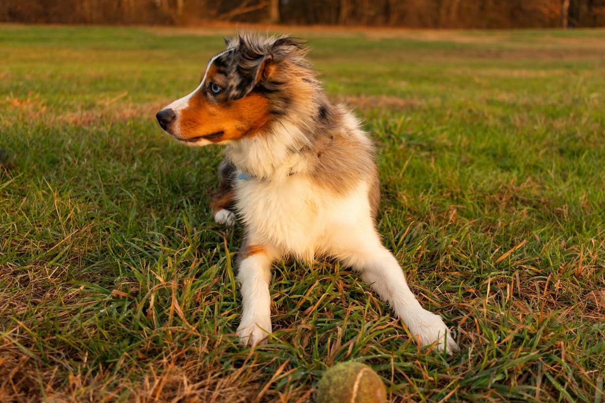 Playful Australian shepherd dog sitting on grass looking aside in sunlight.